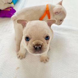 Boy 3 - French Bulldog puppy in Jacksonville, Florida from Home Grown Frenchies