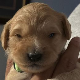 Girl 2 - female Goldendoodle puppy in Gig Harbor, Washington from Sandy’s Goldendoodles