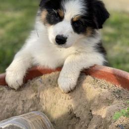 Australian Shepherd Puppies from Ausdauer Australian Shepherds