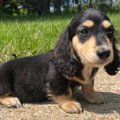 Dachshunds from Golden Moose Homestead