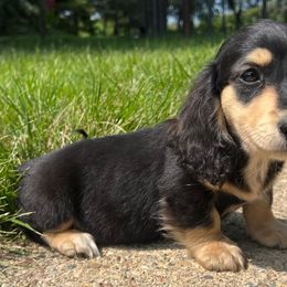 Dachshunds from Golden Moose Homestead