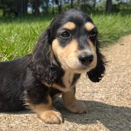 Dachshunds from Golden Moose Homestead