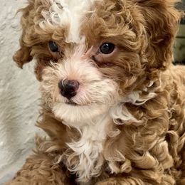 Poodle puppies from Fancy Florida Puppies