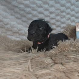Hot pink collar - Black female Cane Corso puppy in Fritch, Texas from Carrie Brown's Cane Corsos