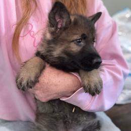 Sable - Sable female German Shepherd puppy in Canterbury, Connecticut from Nachtwaechter German Shepherds, LLC
