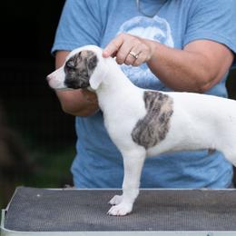 White Boy - White and fawn brindle male Whippet puppy in Lenoir City, Tennessee from Equiss Whippets