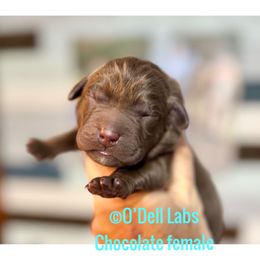 Girl 1 - Chocolate female Labrador Retriever puppy in Sullivan, Missouri from O’Dell Labs