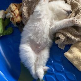 Samoyed and Shiba Inu Puppies from Wintermist Samoyeds