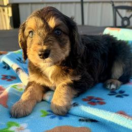 Milo - Red tri-color male Miniature American Shepherd puppy in Crowley, Texas from Nelson's Aussies and Aussiedoodles
