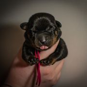 Splice - Black and rust female Beauceron puppy in Medina, Ohio from Beaucerons Des Vents