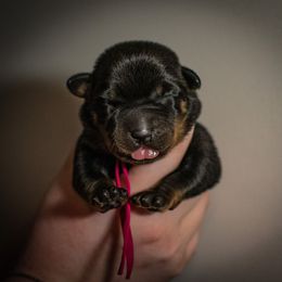 Splice - Black and rust female Beauceron puppy in Medina, Ohio from Beaucerons Des Vents