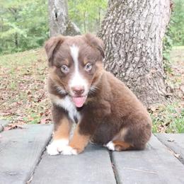 Fresco - Red tri-color male Australian Shepherd puppy in Macon, Georgia from Shaina’s Shepherds