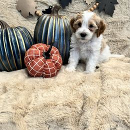 Bernedoodle, Goldendoodle, and Poodle Puppies from Anam Cara Pups