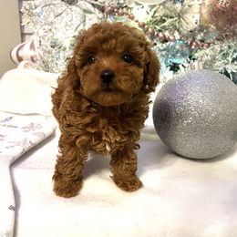 Apple - Red  female Poodle puppy in Hephzibah ( Richmond County ), Georgia from Healing Pawz LLC
