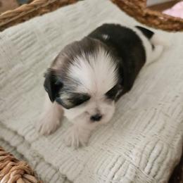 Male 1 - Tricolor male Shih Tzu puppy in Riverview, Florida from Dancing Sun Breeding