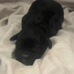 Dune - Black and white male Cockapoo puppy in Saint Louis, Missouri from Jax Doodles