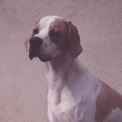 German Shorthaired Pointer and Pointer All Grown Up from Paladen