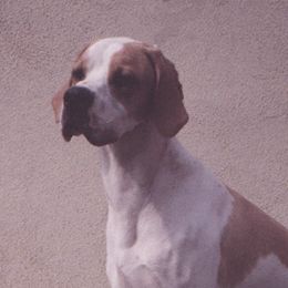 German Shorthaired Pointer and Pointer All Grown Up from Paladen