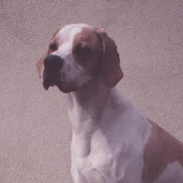 German Shorthaired Pointer and Pointer All Grown Up from Paladen