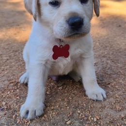 Labrador Retriever Puppies from Labrador Trails