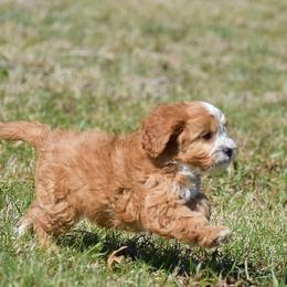 Molly - Red female Cavapoo puppy in Narvon, Pennsylvania from Stoltzfus Family Puppies (license number 18844)