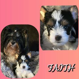 FAITH Girl 1 - Yorkshire Terrier puppy from Schultz Yorkies byGrace