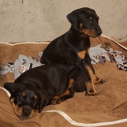Doberman Pinscher Puppies from Rockhill Dobermans