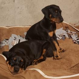 Doberman Pinscher Puppies from Rockhill Dobermans