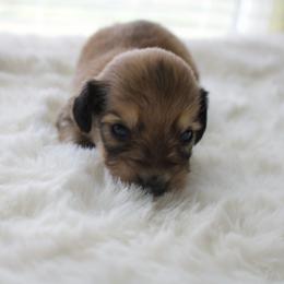 Rubbel - Cream male Dachshund puppy in Morrow, Ohio from Courtney’s Colorful Doxies