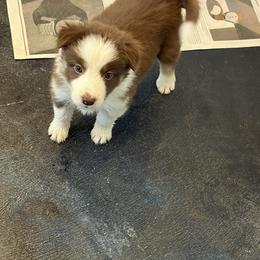 Daisy - White and red female Border Collie puppy in Camano Island, Washington from Midnight Border Collies