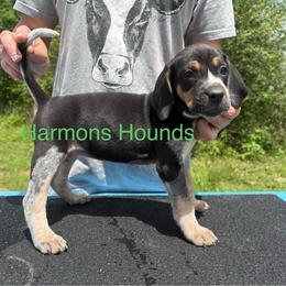 Junebug - Blue ticked and tan female Bluetick Coonhound puppy in Mount Pleasant, Texas from Harmons Hounds