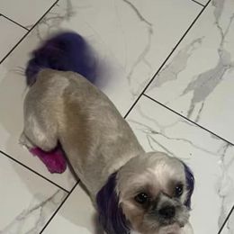 Shih Tzus from Patton's Shih Tzus