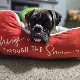 Tauriel - Boxer