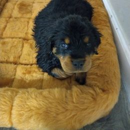 Rottweiler Puppies from Rottweiler Land