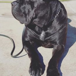 Cane Corso from Dark Knight Kennel