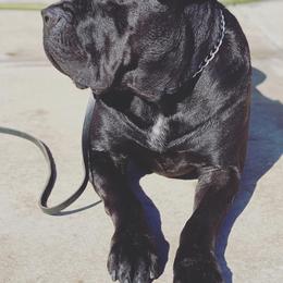 Cane Corso from Dark Knight Kennel