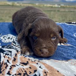 Seabiscuit - Red tri male Miniature Australian Shepherd puppy in Beaver, Utah from Renegade Point Stock Dogs