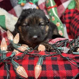 Xion - Red - Black and red male German Shepherd puppy in Iola, Wisconsin from DeFelice's German Shepherds