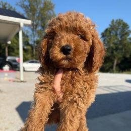 Firecracker - Apricot male Poodle puppy in Greensburg, Kentucky from Doodle Me Crazy