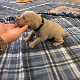 Opal - Silver gray female Weimaraner puppy in Riverside, Utah from Blue Phantom Kennels