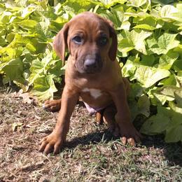 Ranger - Red wheaten male Rhodesian Ridgeback puppy in Carney, Oklahoma from River Run Parson Russell terriers & River Run Ridgebacks