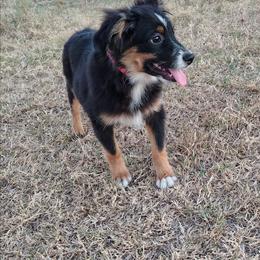 Missy - Black tri female Toy Australian Shepherd puppy in Muskogee, Oklahoma from Tagalong Lane Australian shepherds