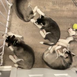 Siberian Husky Puppies from Husky Love and Pups