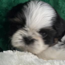 Boy 3 - Tricolor male Shih Tzu puppy in Centralia, Washington from FRUFFLES SHIH TZUS