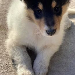 Collie Puppies from Quigley Farm Collies