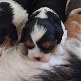 Erin - Tri-color female Cavalier King Charles Spaniel puppy in West Plains, Missouri from God's Designs Cavaliers