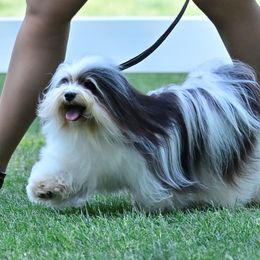 Martha - Havanese