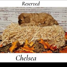 Chelsea - Ruby female Cavalier King Charles Spaniel puppy in Rochelle, Illinois from Lakeview Cavaliers