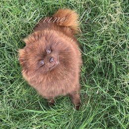 Dutchess - Pomeranian