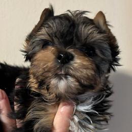 Female 2 - Black and tan female Yorkshire Terrier puppy in Lafayette, Georgia from Berggipfel Yorkies